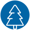 Pine-Tree-Extract