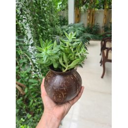 Thenga: Coconut Shell Pot Shaped Planter