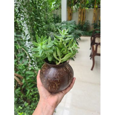 Thenga: Coconut Shell Pot Shaped Planter