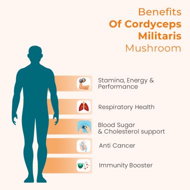 Rooted Active Naturals: Cordyceps Militaris Mushroom Liquid tincture |Energy, Stamina, Supports Testosterone, Virility, Lung health | 30 ml, Organic