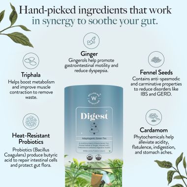 Wellbeing Nutrition: Digest Green Tea with 8B CFU, Ginger, Fennel Seeds - 40gm