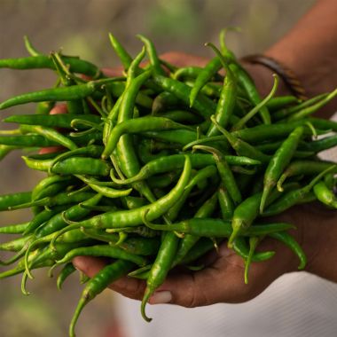 Two Brothers Organic Farms: Spicy Green Chilly Pickle (500GM)