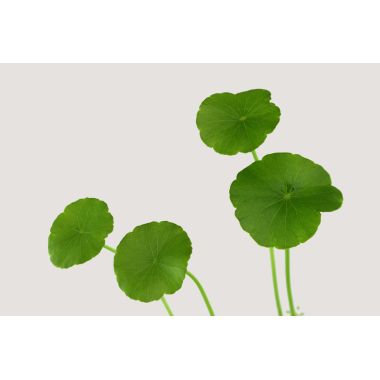 Mary&May: Centella Asiatica Serum 30ml