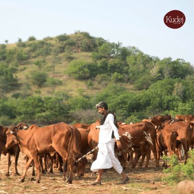 KUDEJ: Desi Gir Cow A2 Ghee - 250ml