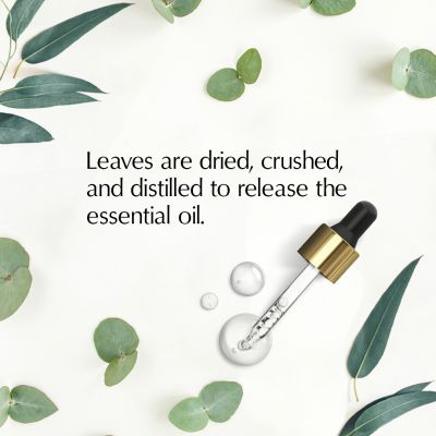 The Beauty Co.: Eucalyptus Essential Oil - 15ml