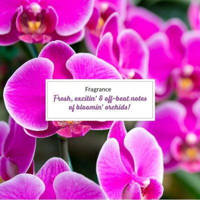 Plum: BodyLovin' Orchid You Not Body Mist - 150ml