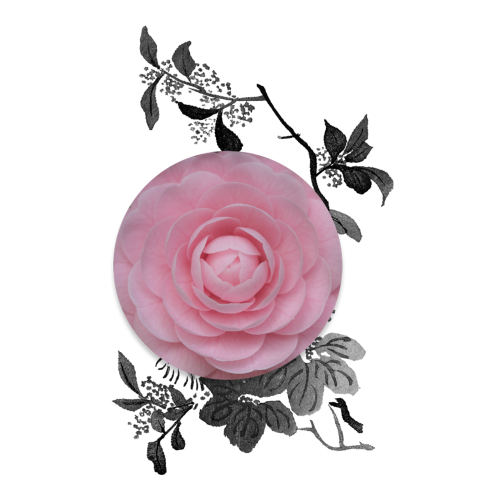 ClayCo.: Tsubaki + Matcha Moisturiser with Vitamin C - 80ml (Normal Skin)