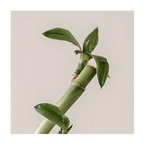 Kaine: Green Calm Aqua Cream 70ml Kaine: Green Calm Aqua Cream 70ml