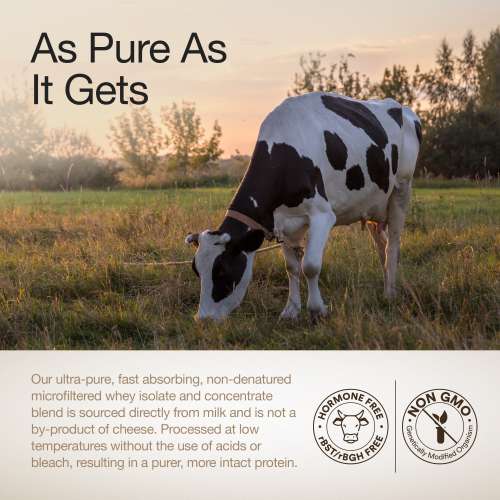 Wellbeing Nutrition: Whey Protein Isolate + Concentrate (Swiss Chocolate) 213g Pack of 6 24g Protein, 11.5g EAA, 1g Glutamine Clinically Proven 2x Muscle Protein Synthesis 4B CFU Probiotics & Digestive Enzymes Wellbeing Nutrition: Whey Protein Isolate + Concentrate (Swiss Chocolate) 213g Pack of 6 24g Protein, 11.5g EAA, 1g Glutamine Clinically Proven 2x Muscle Protein Synthesis 4B CFU Probiotics & Digestive Enzymes