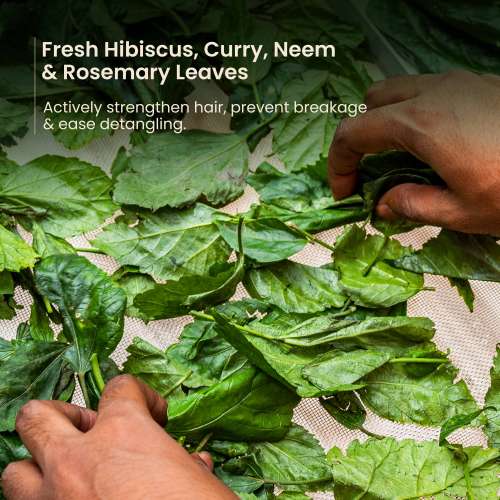 Nat Habit: Rosemary Conditioner for Women & Men Hairfall | Bio-activated for Dry & Frizzy Hair | Moisturizing & Nourishing with Argan Oil for Shiny Hair, 150ml