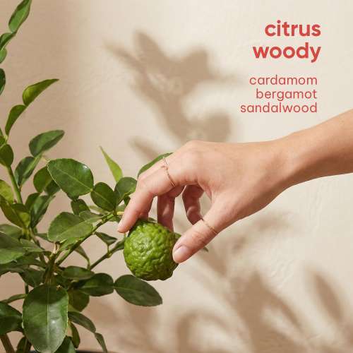 The Joon Shop: Solid 1|Solid Perfume|Citrus Woody| Cardamom Bergamot Sandalwood|Made in Korea|Alcohol Free, Moisturising, Vegan, Natural Extract 6gm