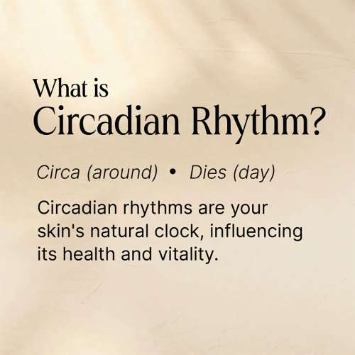 Oteria: Revive Skin Cream | Anti Wrinkle Cream | Skin Renewal Cream | Stem Cell Face Cream | 12gm