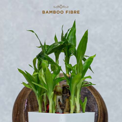 Pee Safe: 100% Organic Cotton, Biodegradable Sanitary Pads - Regular  (Pack of 10)