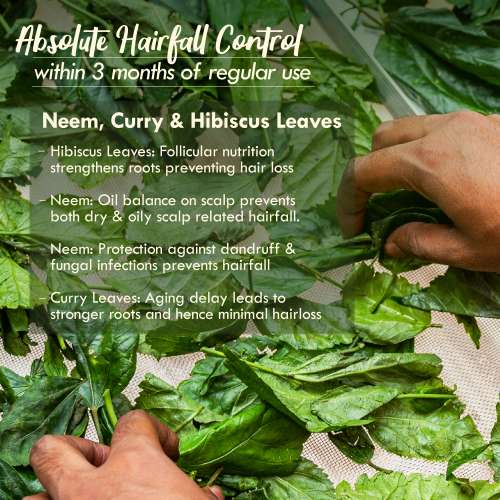Nat Habit: TriLeaf Hair Fall Control Summer Dasabuti Hair Oil - 100 ml