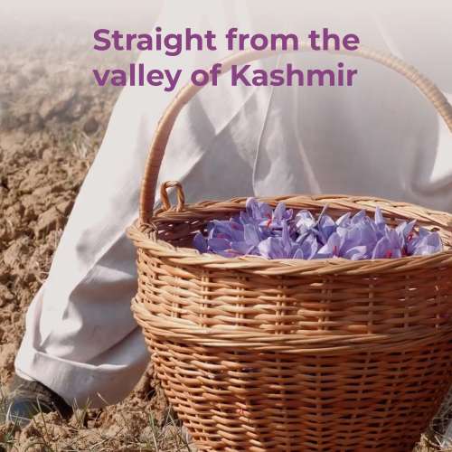 anveshan: Kashmiri Mongra Saffron Indian Kesar - 1gm