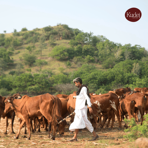 KUDEJ: Desi Gir Cow A2 Ghee - 250ml