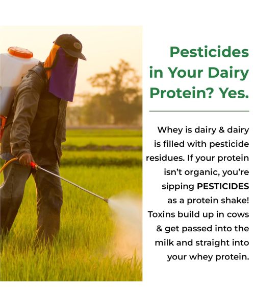 Vlado's Himalayan Organics: Organic protein Powder I Plant protein I 28gm Protein , 5gm BCAA - Unflavoured - 500gm