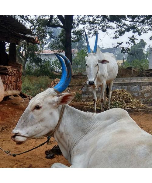 KUDEJ: Desi Hallikar Cow A2 Ghee - 250ml