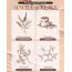Acwell: Licorice pH Balancing Intensive Eye Cream - 30ml