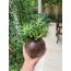 Thenga: Coconut Shell Pot Shaped Planter