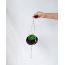 Thenga: Coconut Shell Planter with Macrame Hanger