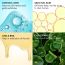 Conscious Chemist: Salicylic Acid Face Wash For Oily Acne Prone Skin with Glycolic Acid & CICA Extrac For Glowing & Radiant Skin -Super Saver Pack