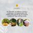 Sarveda: Organic Cotton Yoga Bolster - Sage
