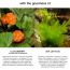 SKOG: Cloudberry / Sea Lettuce Hydrating Cream - 50gm