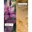 LuxaDerme: Purify & Protect 3 Step Korean Facial Kit 25ml