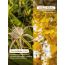 LuxaDerme: Revive & Radiate 3 Step Korean Facial Kit 25ml