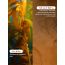 LuxaDerme: Peeling & Exfoliating Foot Mask 40ml