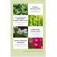 Freemay: Green Heartleaf Ampoule Mask