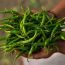 Two Brothers Organic Farms: Spicy Green Chilly Pickle (500GM)