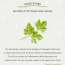 Skinfood: Pantothenic Water Parsley Refresh Cleansing Foam 150ml