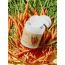 Skinfood: Carrot Carotene Calming Water Pad - 250gm