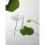 Rovectin: Calming Lotus Cream 60ml