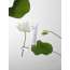 Rovectin: Calming Lotus Cream 60ml