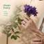 The Joon Shop: Solid 3|Clean Fruity|Lime Violet Musk|Made in Korea|Alcohol Free, Moisturising, Vegan, Natural Extract 6gm