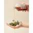 Beauty of Majesty: Just One Houttuynia Cordata Extract 150ml