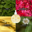 Inde Wild: Champi Hair Oil With Bhringraj, Brahmi & Amla For Regrowth, Hairfall & Dandruff Control 130ml