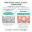 APLB: Glutathione Niacinamide Body Wash 300ml