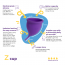 Lemme be: Reusable Menstrual Z Cup - Small, 100% Medical Grade Silicone