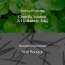VT Cosmetics: Reedle Shot 100 | Micro-Needling | Skin Renewal | Pore Refinement | Daily Essence | 2ml × 10ea