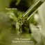 I'm From: Mugwort Serum | Soothing | Calming & Hydrating | 30ml