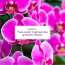 Plum: BodyLovin' Orchid You Not Body Mist - 150ml