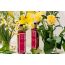 Sukoon: Bahaar hand and body lotion
