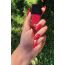 House of Makeup: Nail Lacquer - Forever Young - 12ml