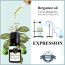 Soul & Scents: Bergamot Essential Oil 10ml