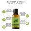 Essentia Extracts: Eucalyptus Oil - (15 ml)