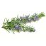 WishCare: Pure Rosemary Essential Oil - 15ml